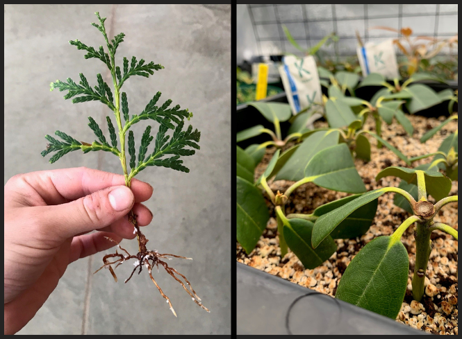A hand holding a cutting next to a picture of cuttings in a tray of growing media