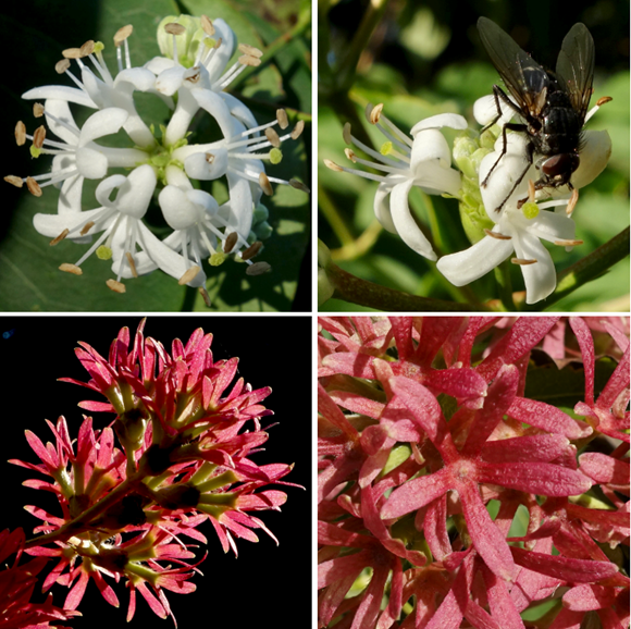 Heptacodium flowers and sepals