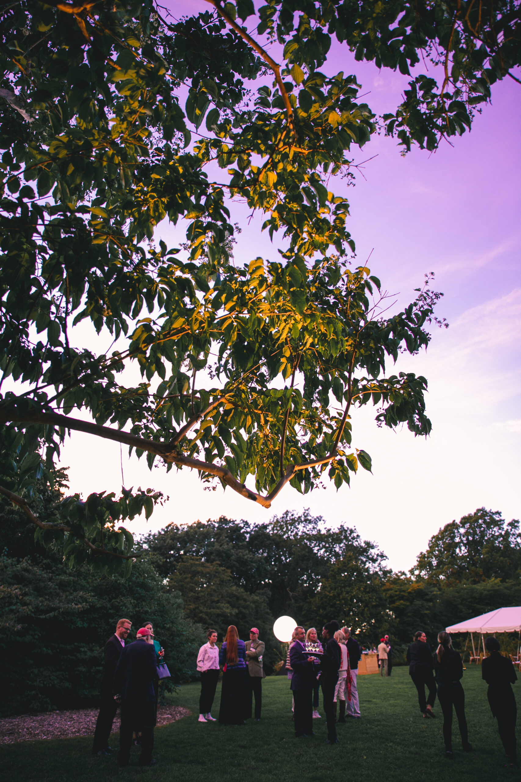 Illuminated tree and people mingling on lawn in purple sunset