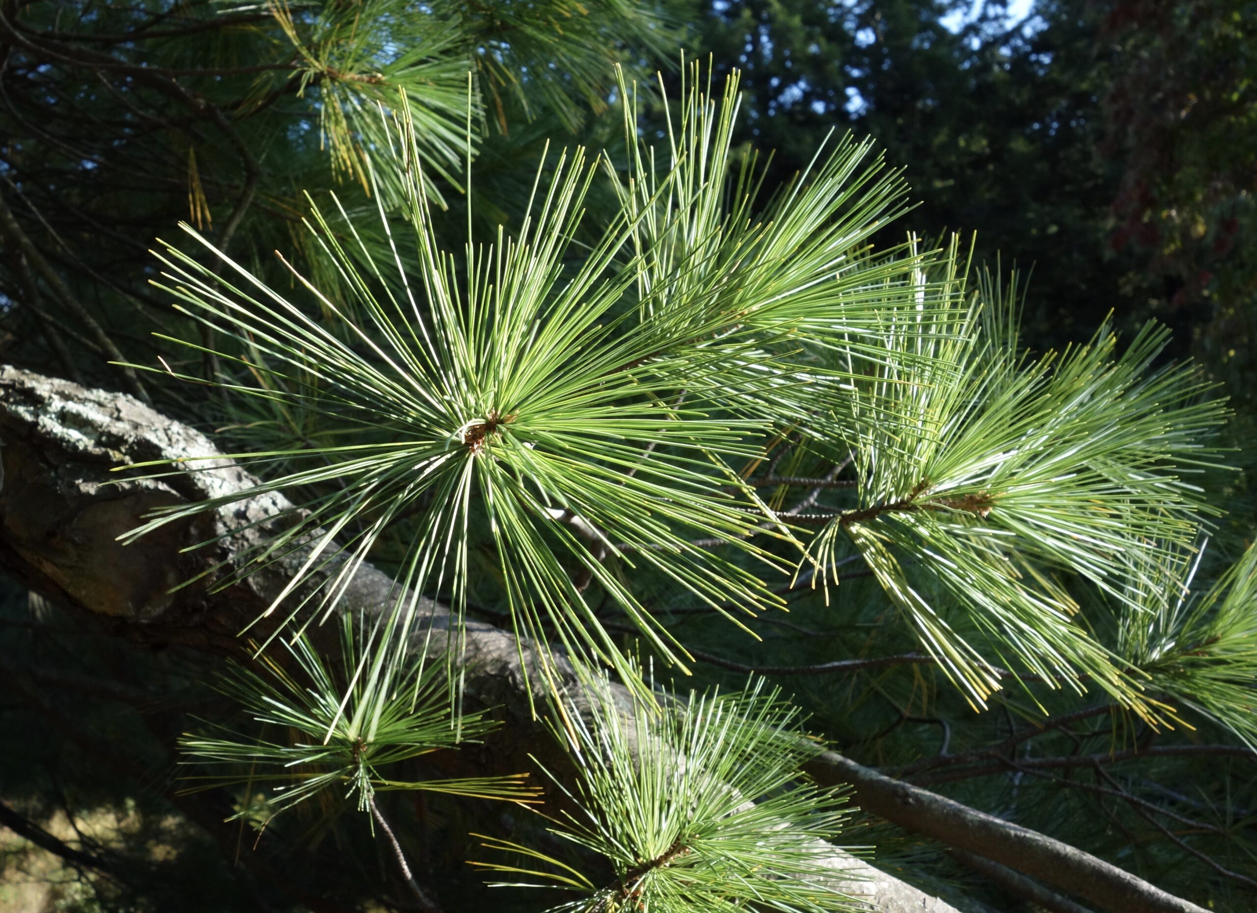 A close up of pine needles