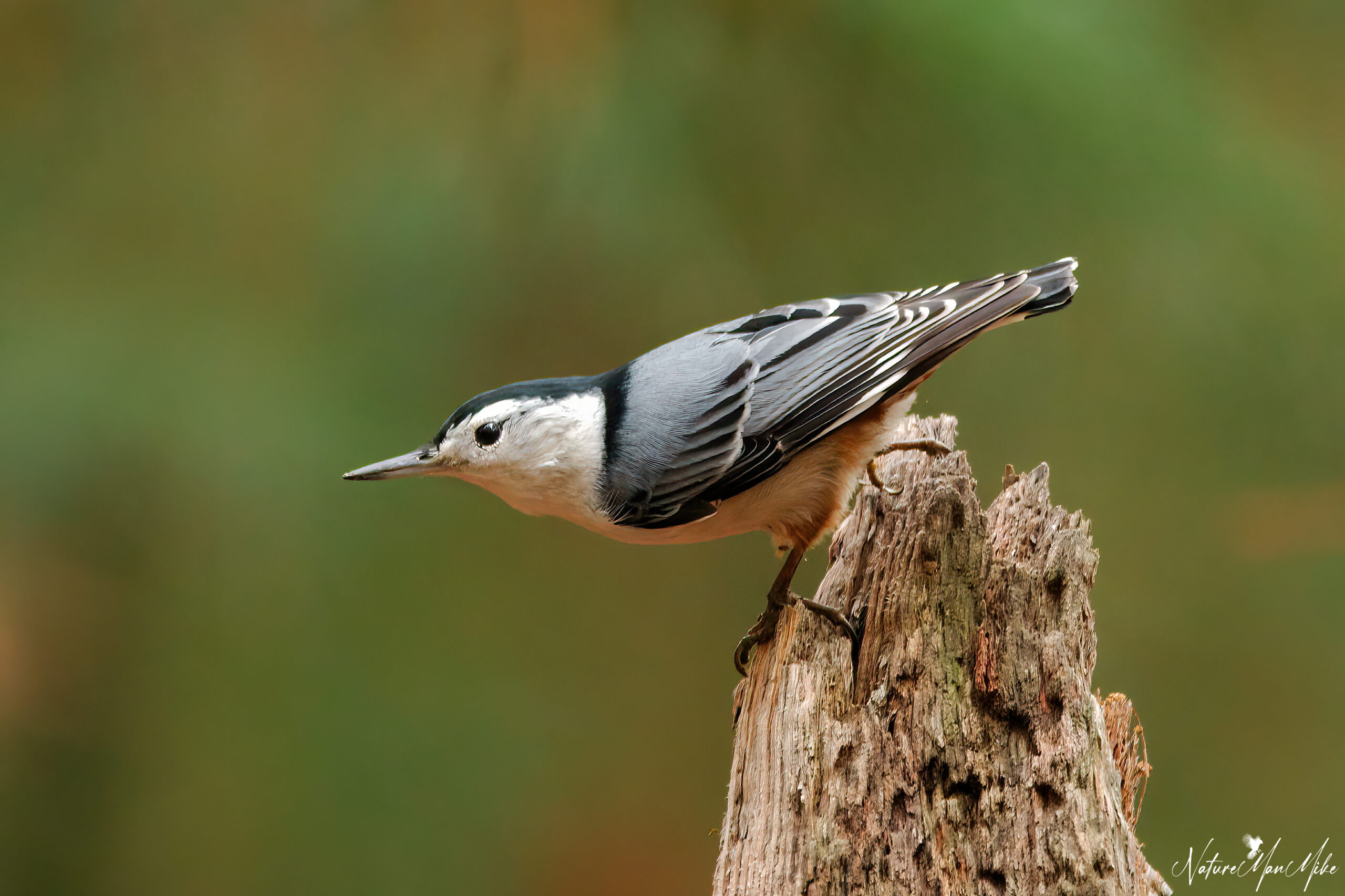 A grey and orange bird perches on an old branch