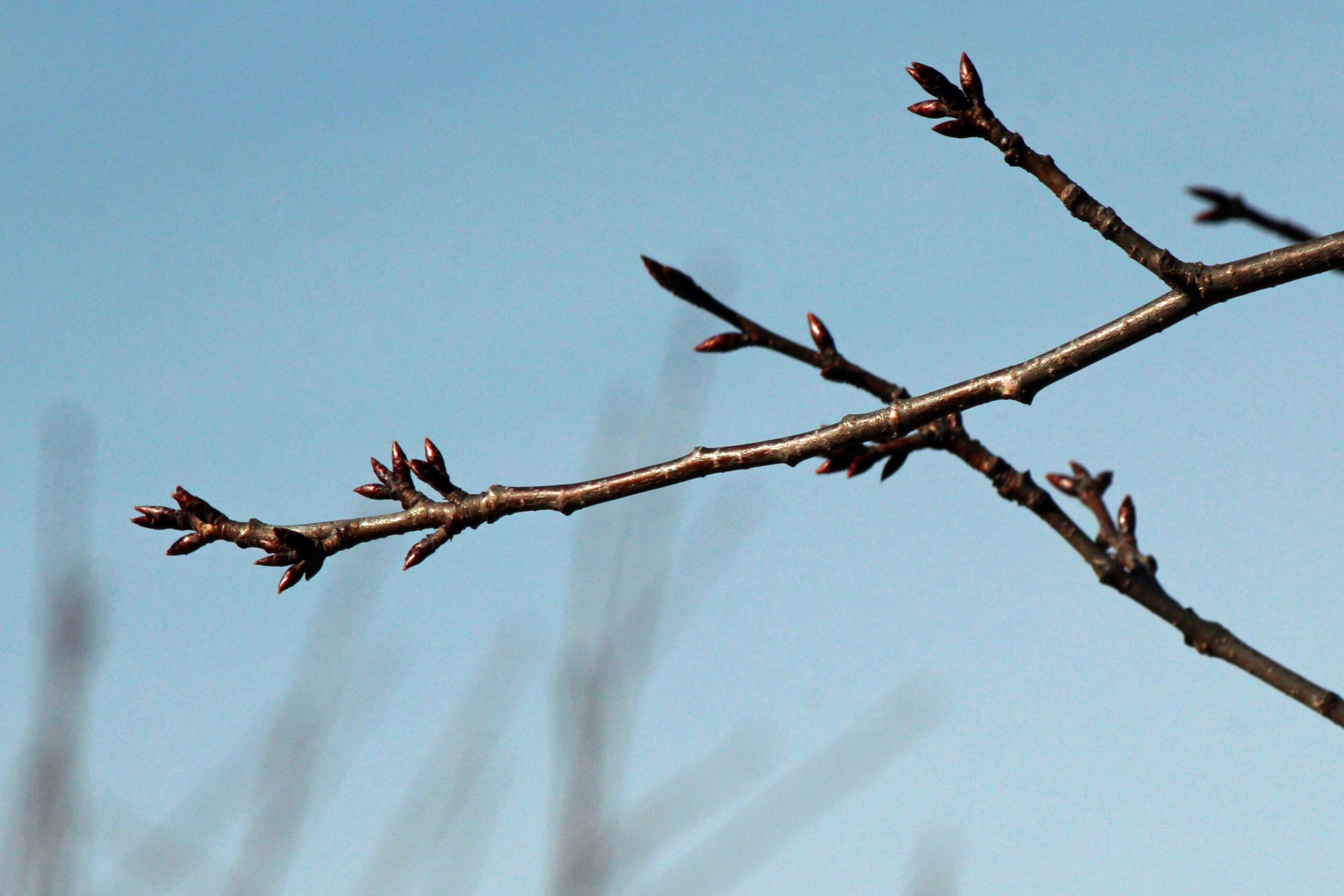 A leafless twig with shiny buds
