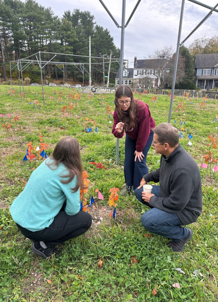 Faye Rosin, Carina Berlingeri, and Paolo Carvão in the research growing beds at Weld Hill.