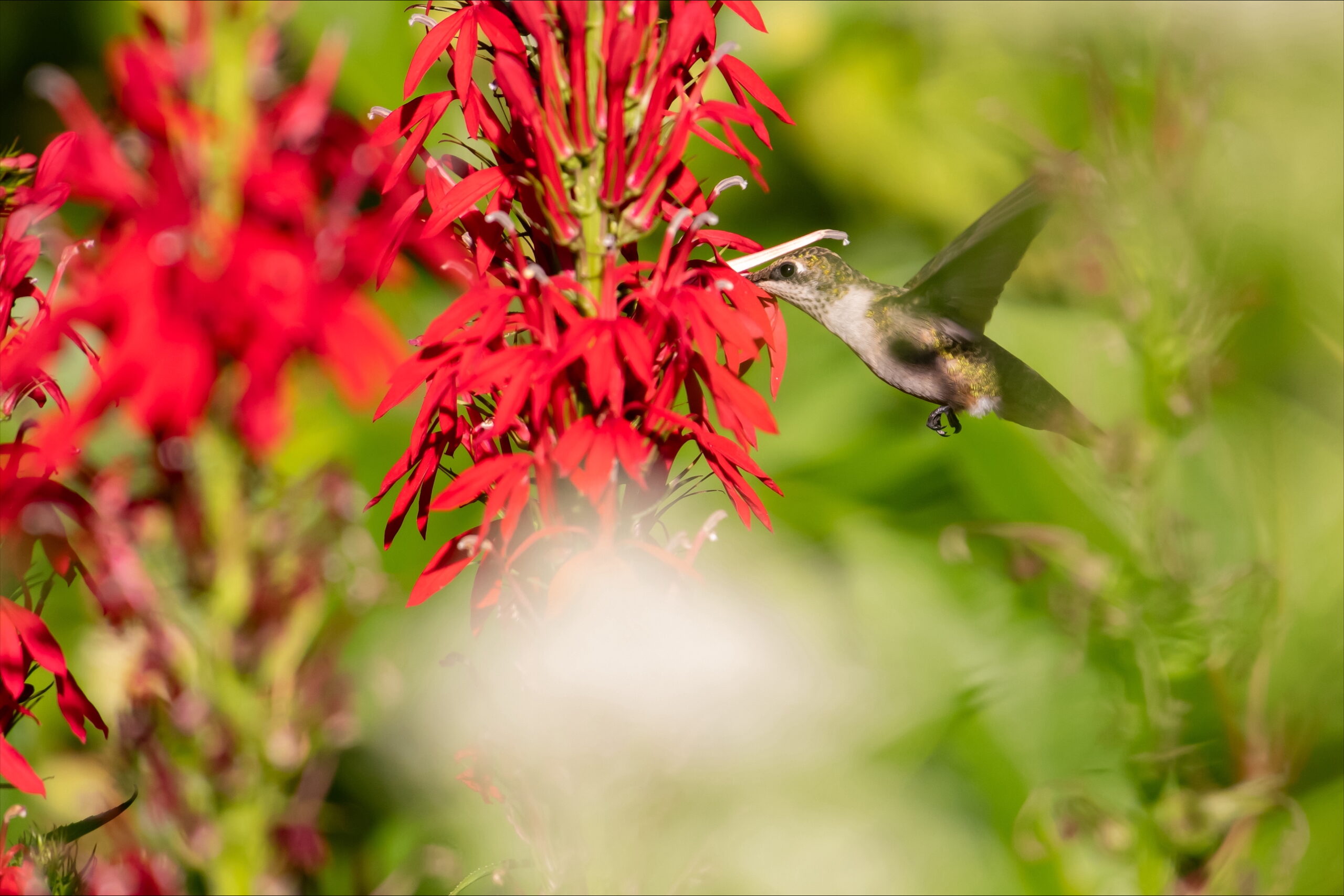 Natural History, Crowdsourced