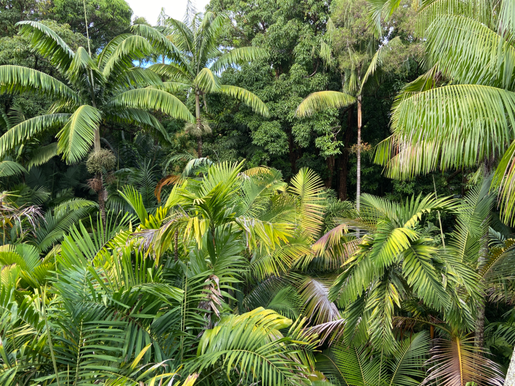 Several palms growing together