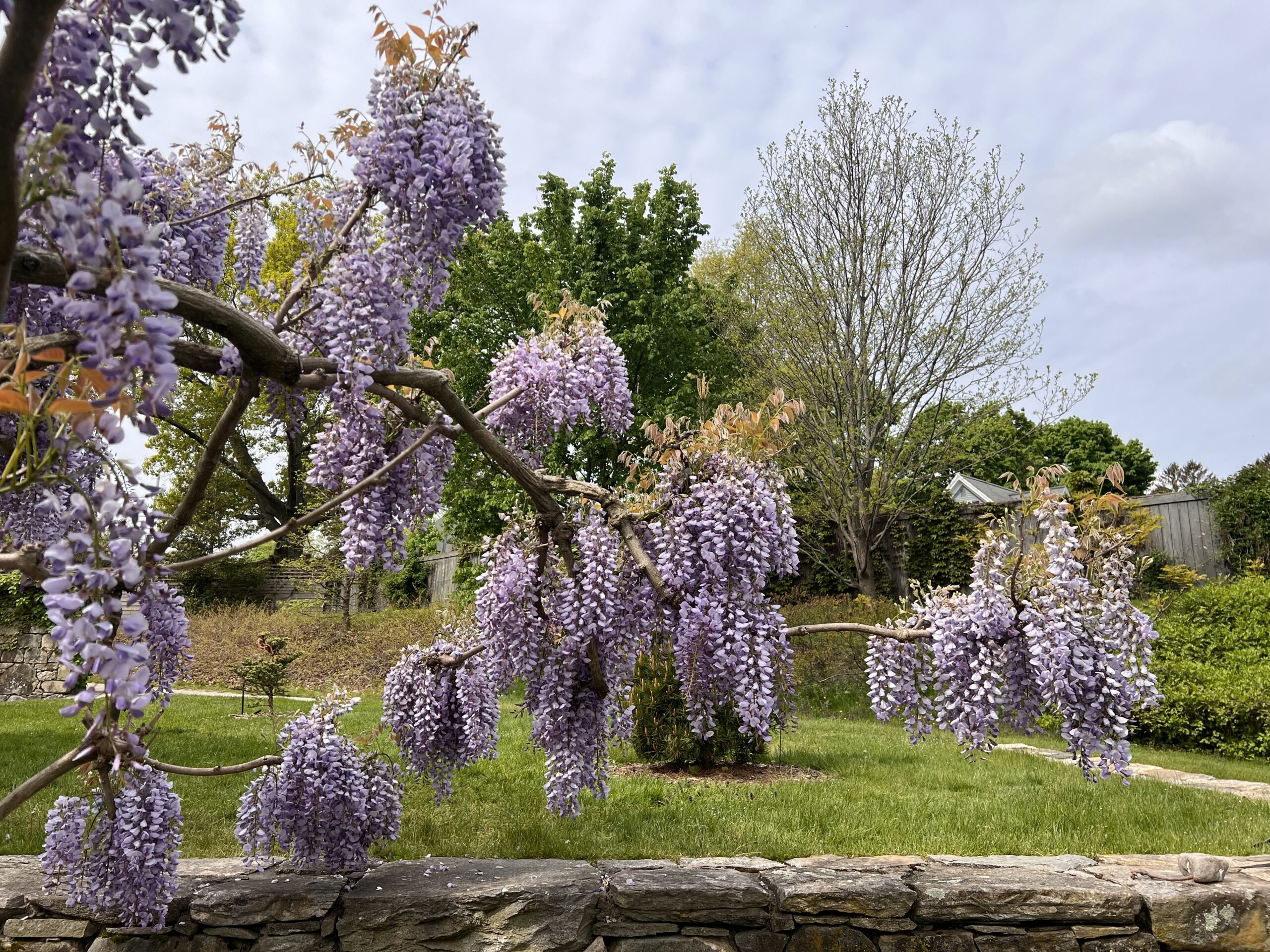 Mid-May blooms of Wisteria sinensis.