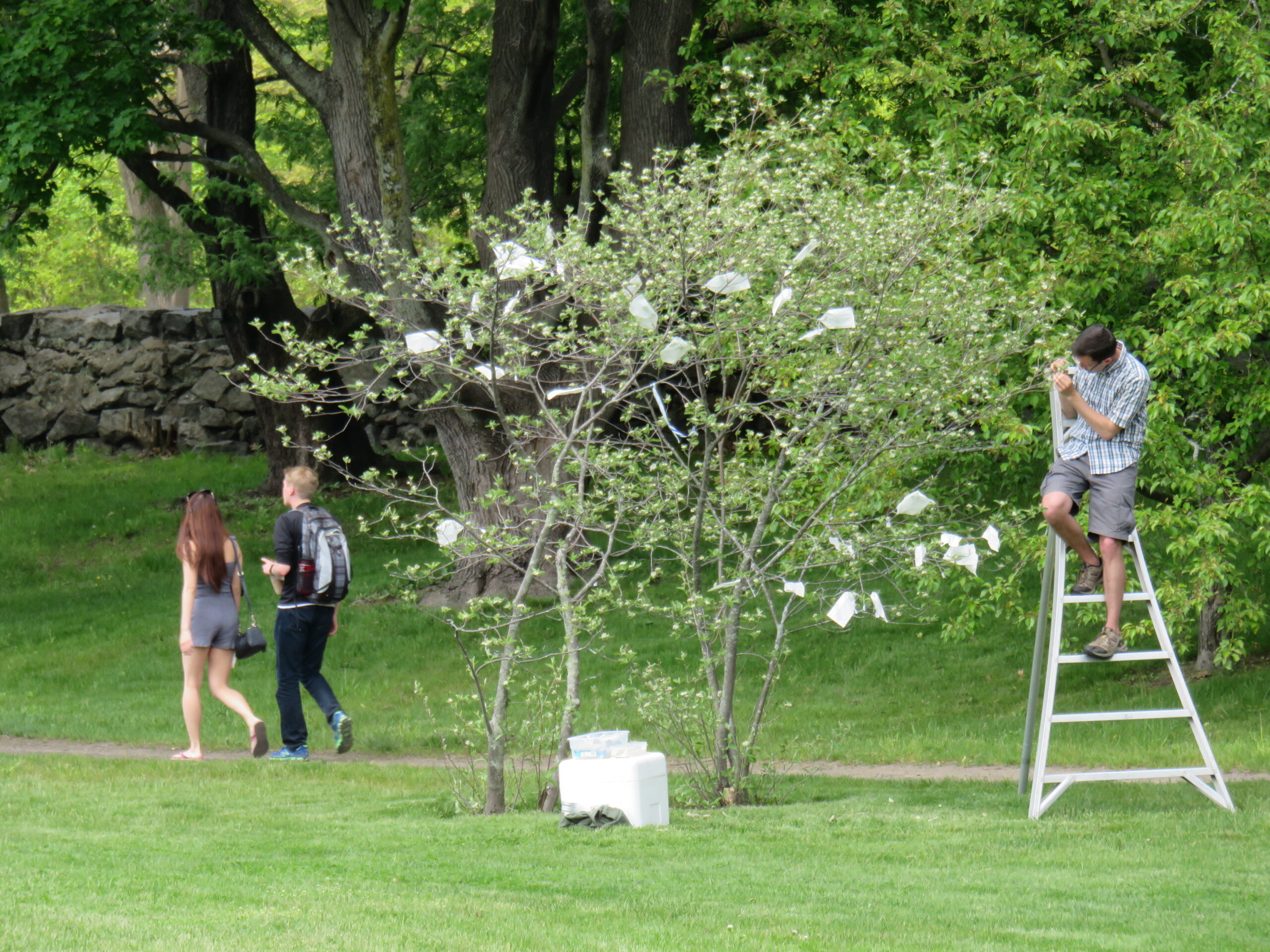 Photo of Jonathan Mahoney investigating Sorbaronia flowers as Arboretum visitors walk by.