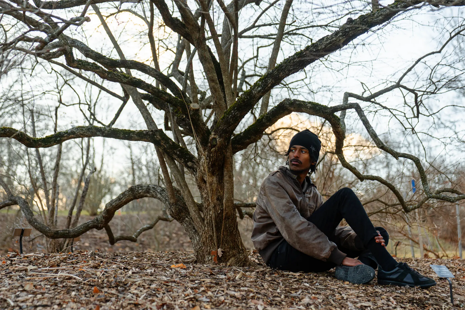 Starting at Harvard and Falling for Your First Tree