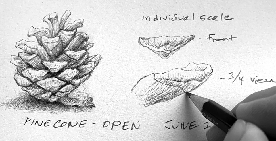A sketch of a pinecone