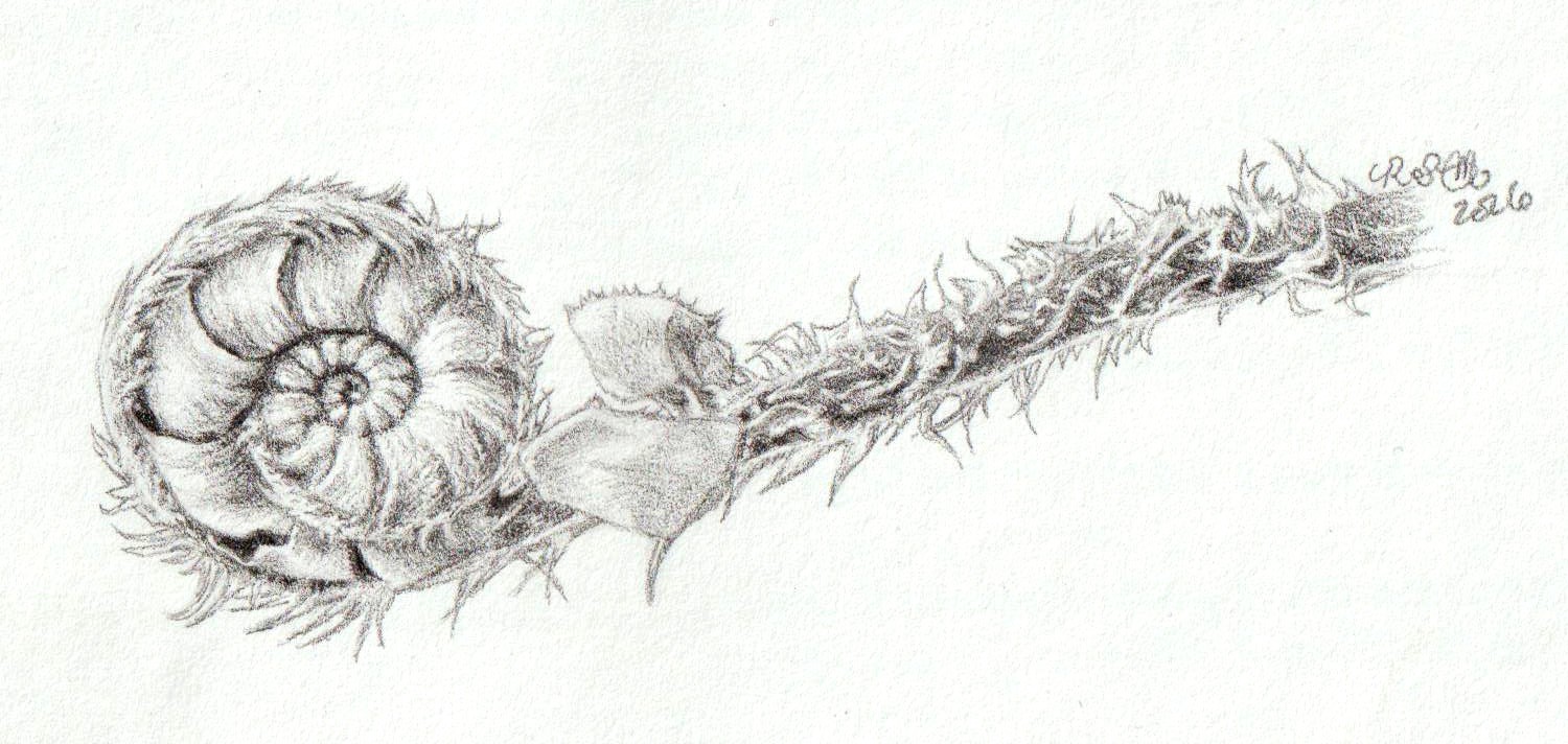 A sketch of a fiddlehead fern