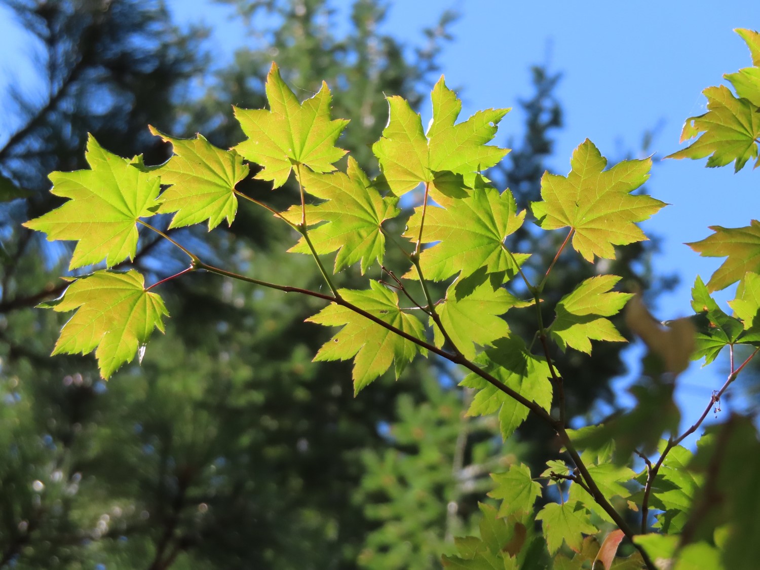 Green maple leaves