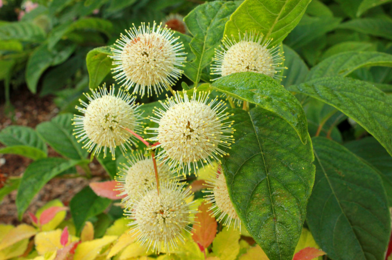 Sugar Shack Buttonbush