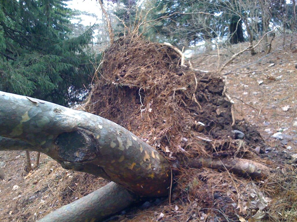 A mottled tree trunk leans toward the camera, with tree roots ripped out of the ground