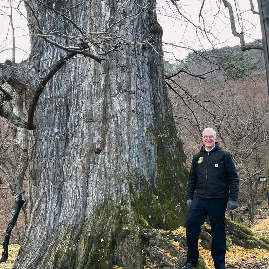Ned Friedman of the Arnold Arboretum standing next to the trunk of a large ginkgo tree with bare trees and evergreens in the background.