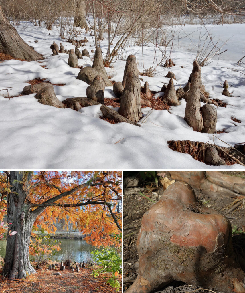 Taxodium distichum knees
