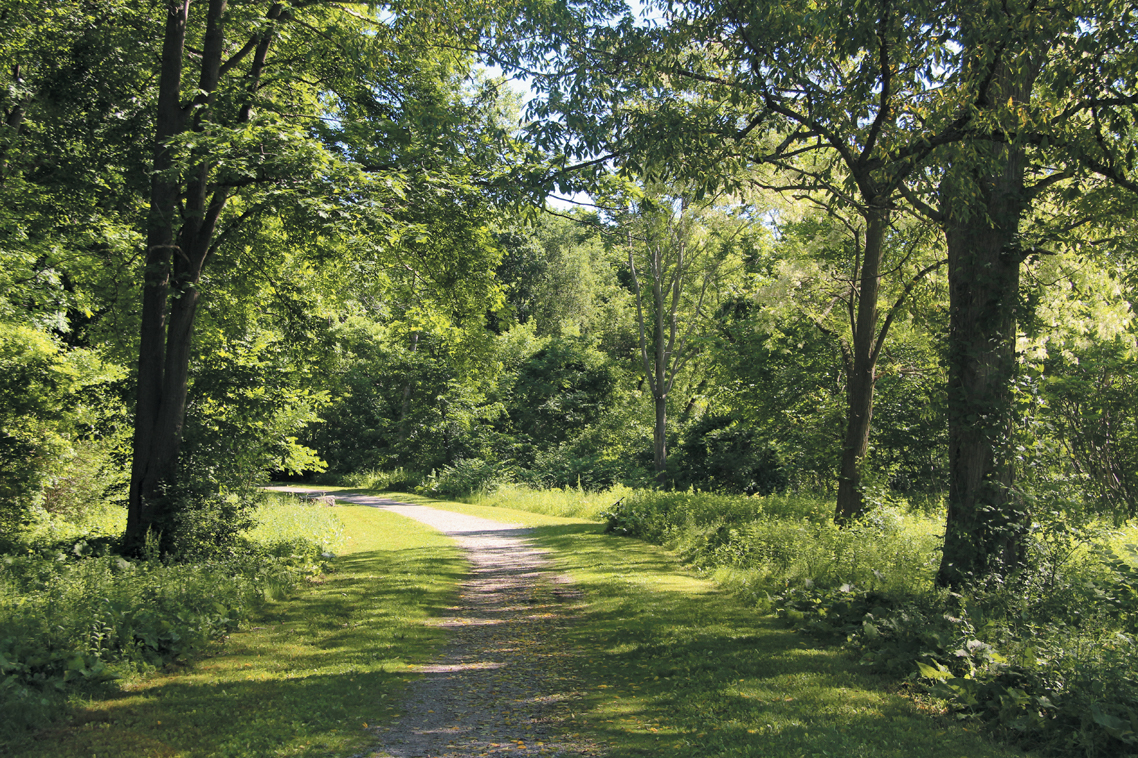 A landscape with a path running through the middle and trees scattered along the sides