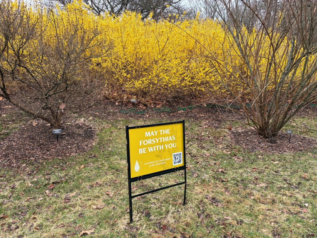 A sign reading May the Forsythia be with you promotes membership in the forsythia collection