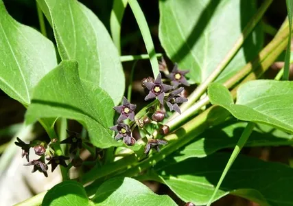 Plant with broad leaves and small dark purple flowers
