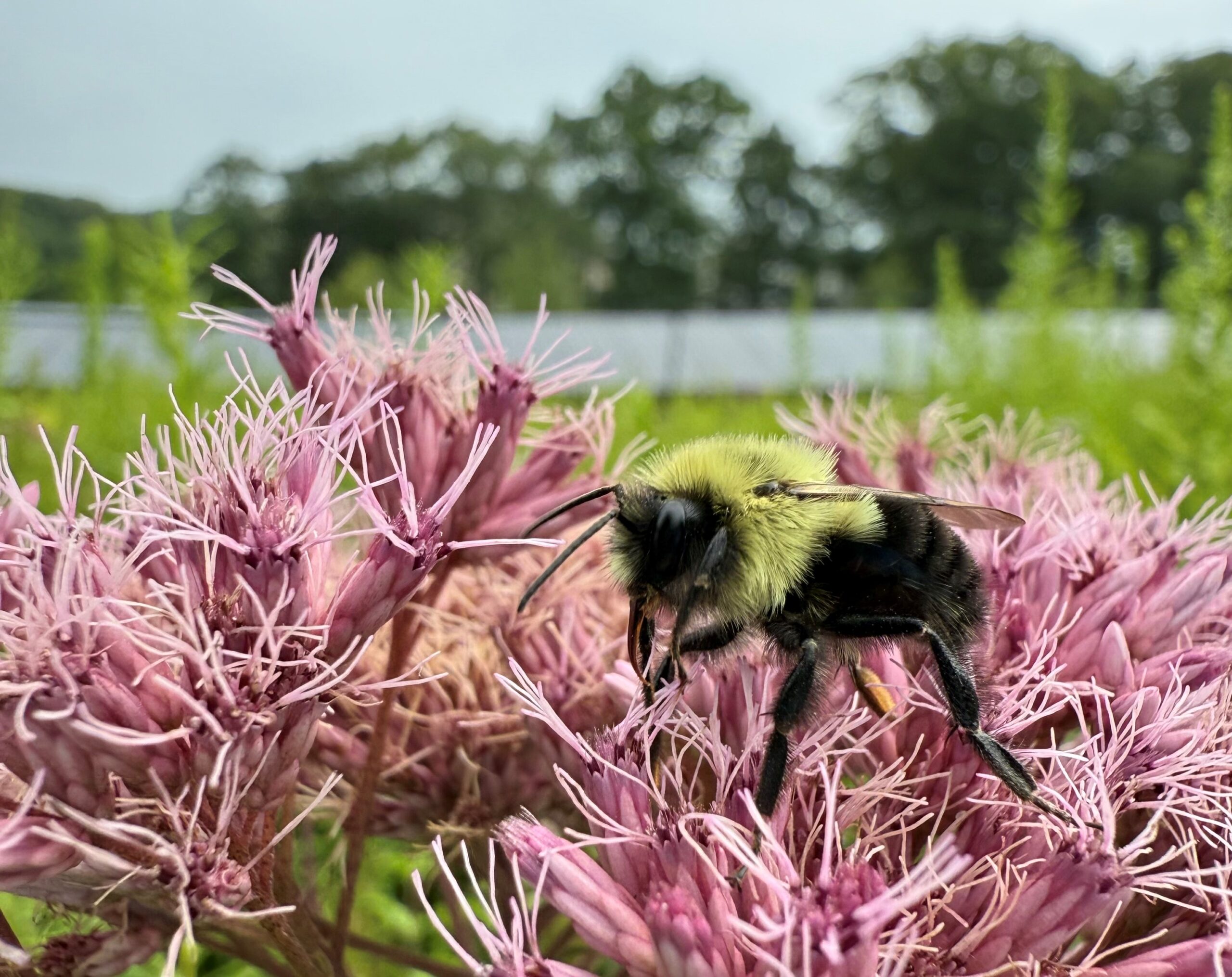 A bumblebee visiting pink flowers