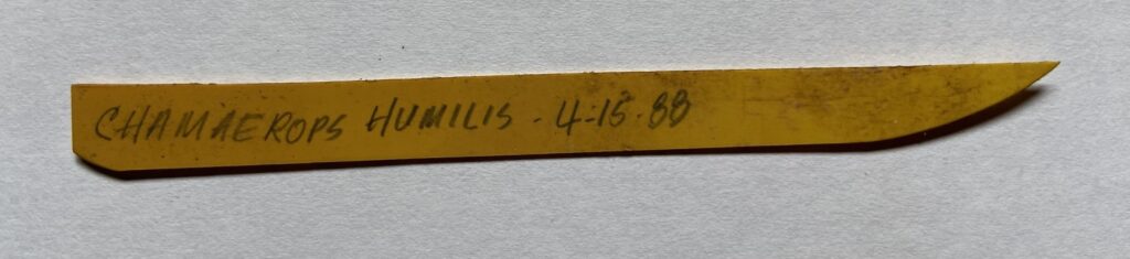brownish-yellow stake tag for Chamaerops humilis dated 4/15/88