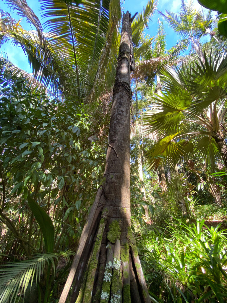 A tall walking palm rising into the sky with a mossy base