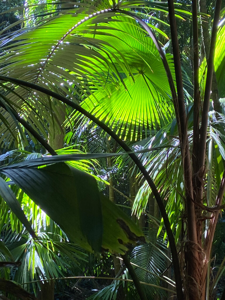 Sunlight filtering through an umbrella of palm fronds with thin trunks rising in the foreground