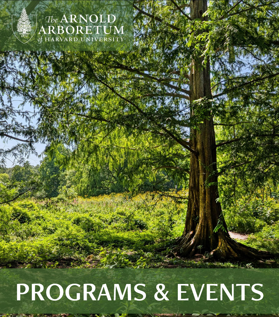 dawn redwood on the cover of Summer 2026 program guide