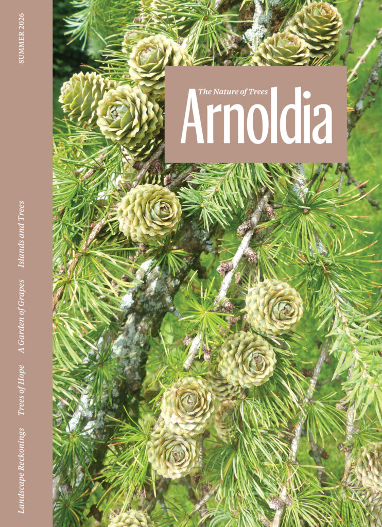 cover of Arnoldia with green cones and foliage of larch, Arnoldia logotype, and white text on brown background along the spine margin, reading as follows: Landscape Reckonings Trees of Hope A Garden of Grapes Islands and Trees summer 2026