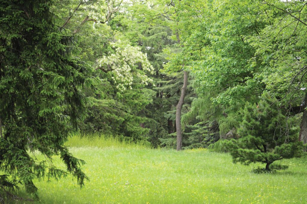 Wooded ares with grassy clearing