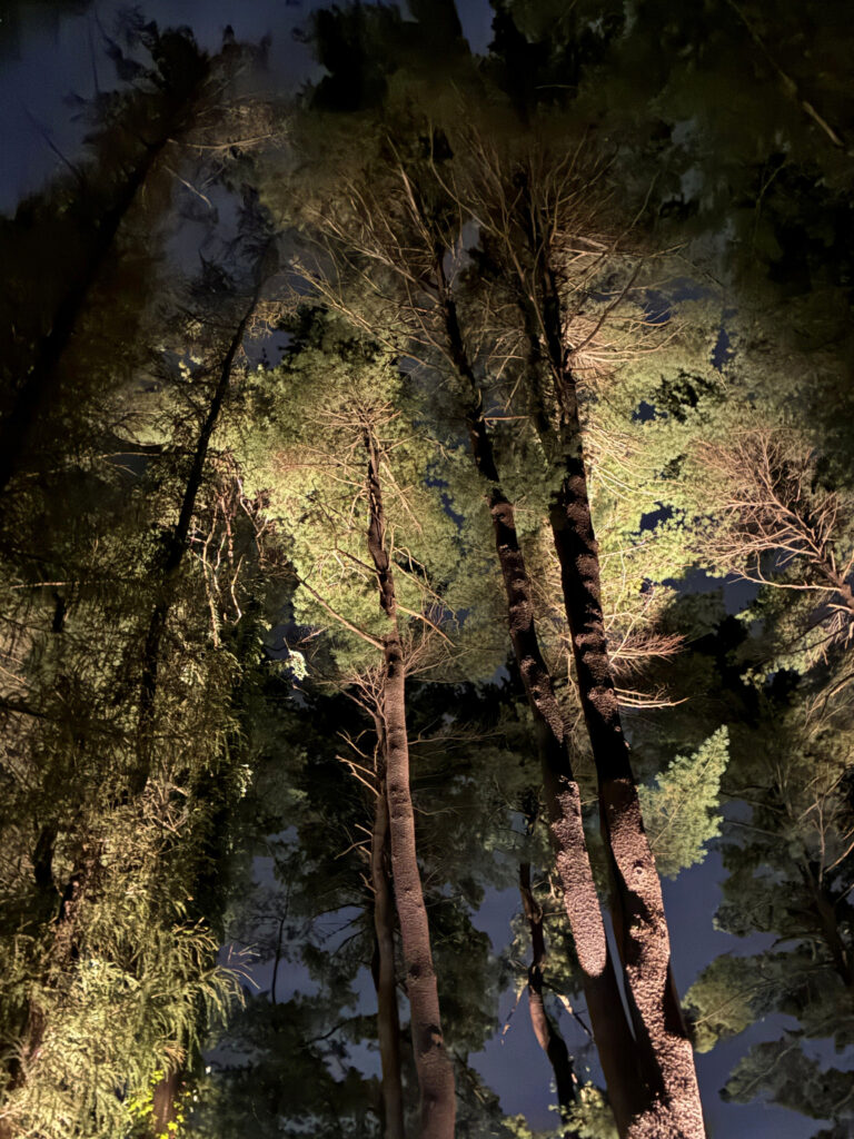 Uplit white pines at the Arnold Arboretum