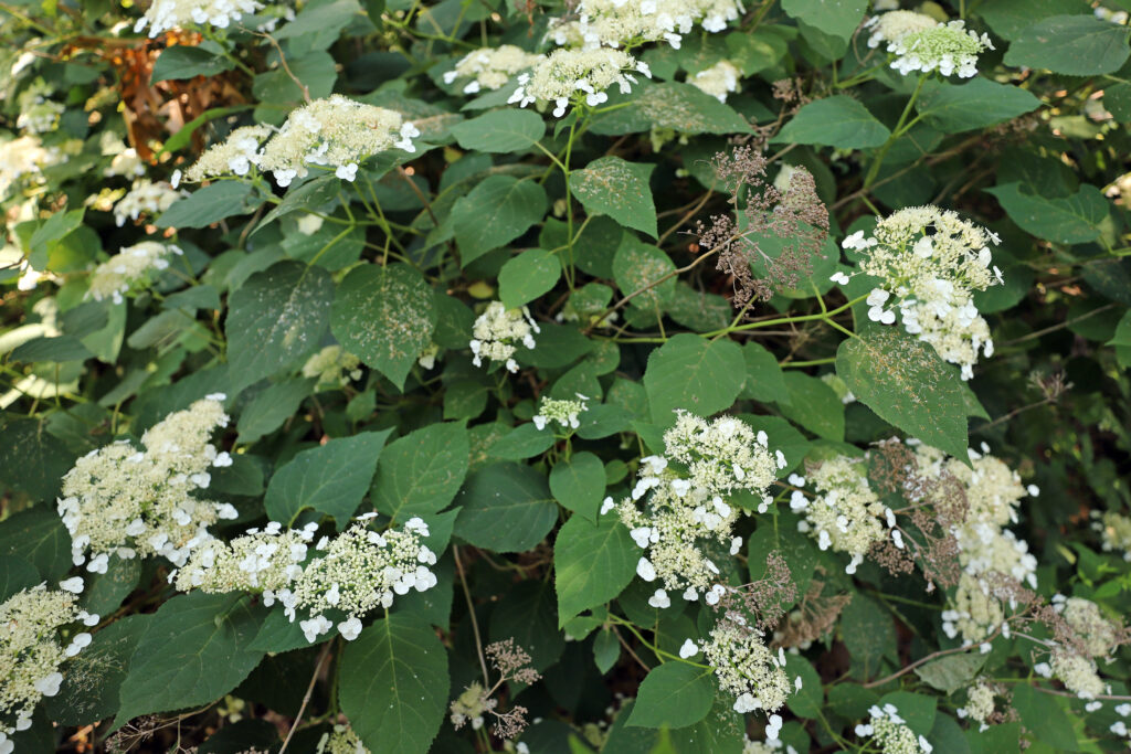 Smooth hydrangea, Hydrangea arborescens 931-81*MASS