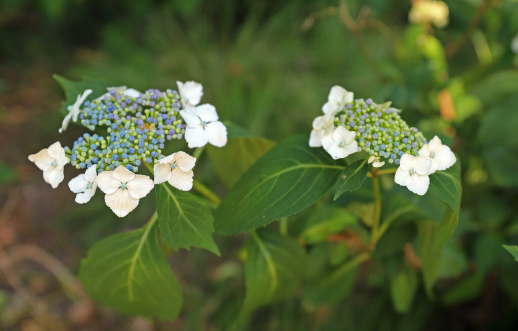 'Tokyo Delight' cultivar of bigleaf hydrangea, H. macrophylla ssp. serrata 'Tokyo Delight'