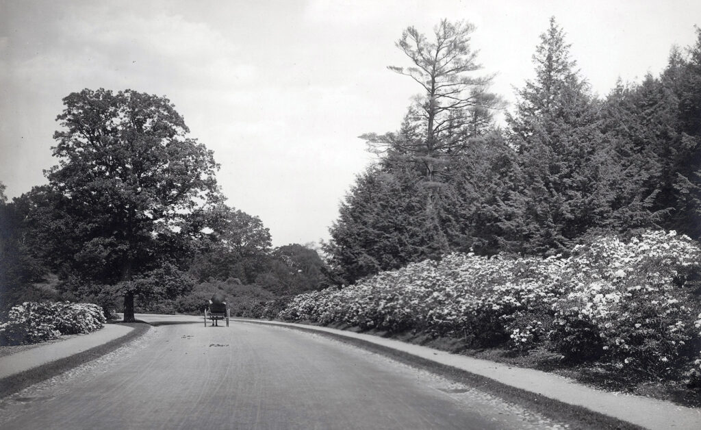 1908 photograph of mountain laurels along Hemlock Hill Road by Thomas Marr