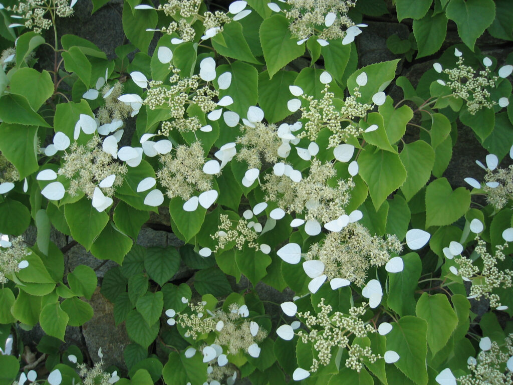 Hydrangea anomala ssp. petiolaris10-98-A