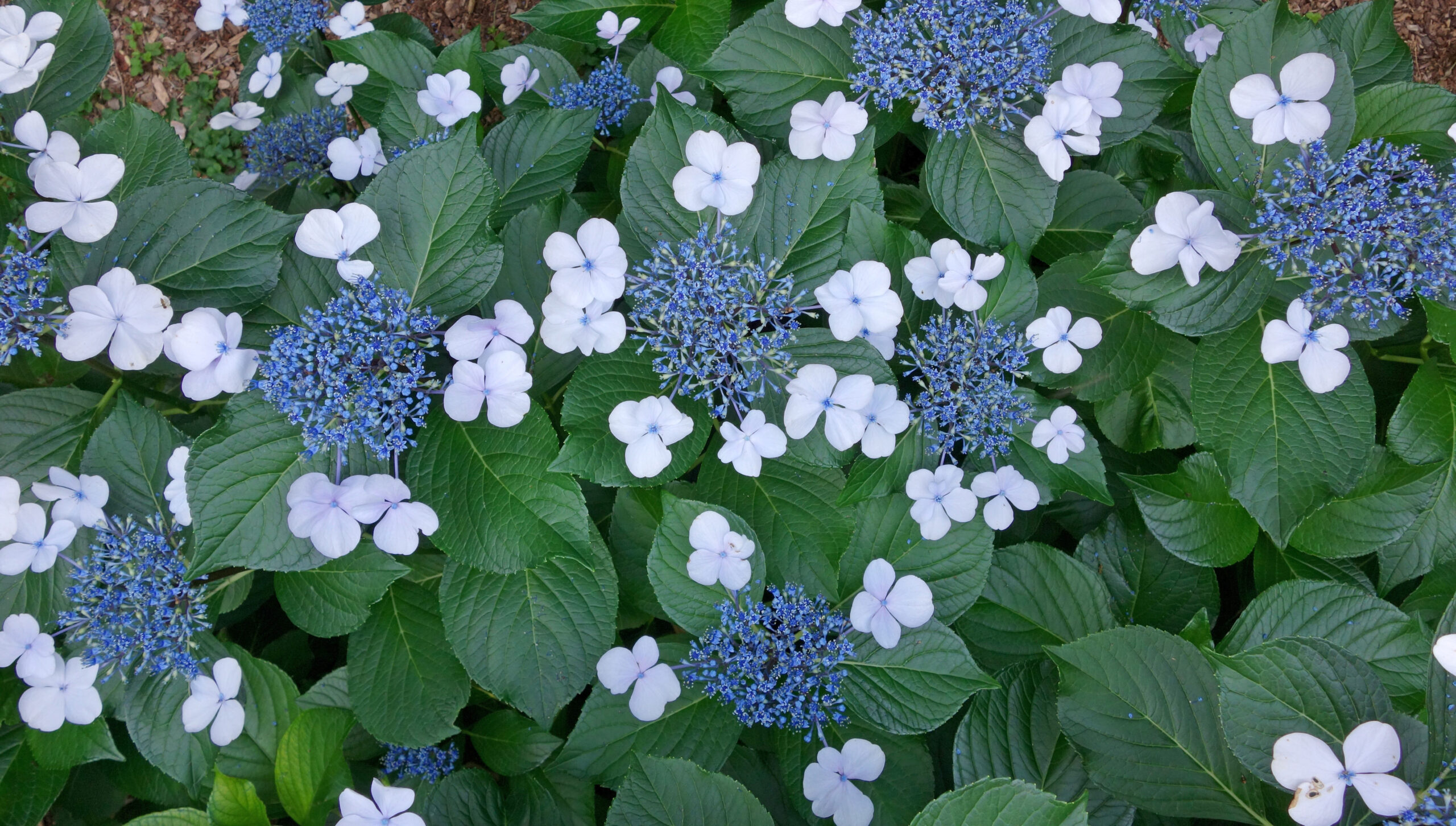Hydrangeas, History, and Summer Beauty at the Arboretum