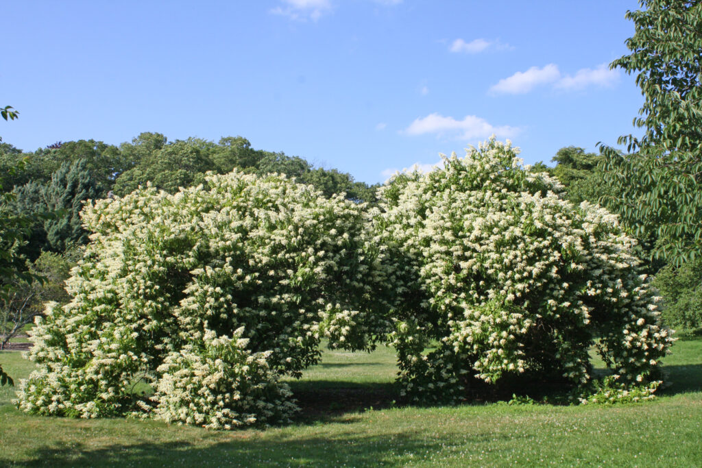 Panicle hydrangea, H. paniculata 'Praecox'14714-A