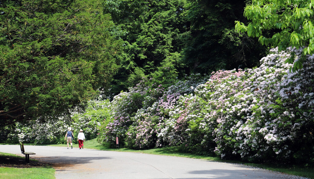 Kalmia collection at the base of Hemlock Hill