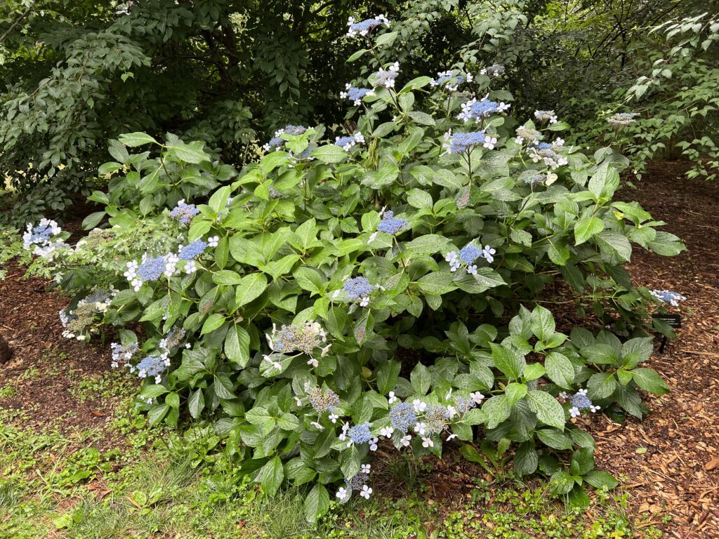 Hydrangea macrophylla at the Arnold Arboretum