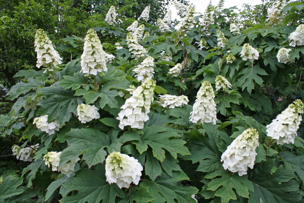 Oakleaf hydrangea, H. quercifolia 318-94-A
