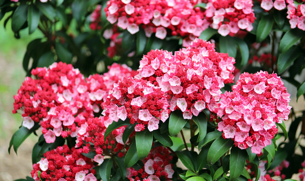 The 'Firecracker' cultivar of mountain laurel features bright carmine buds that open to light pink blossoms.