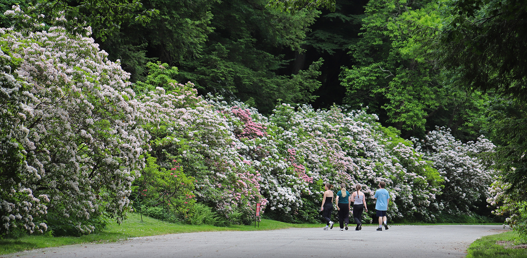 Late-Spring Finale: Mountain Laurels at Hemlock Hill