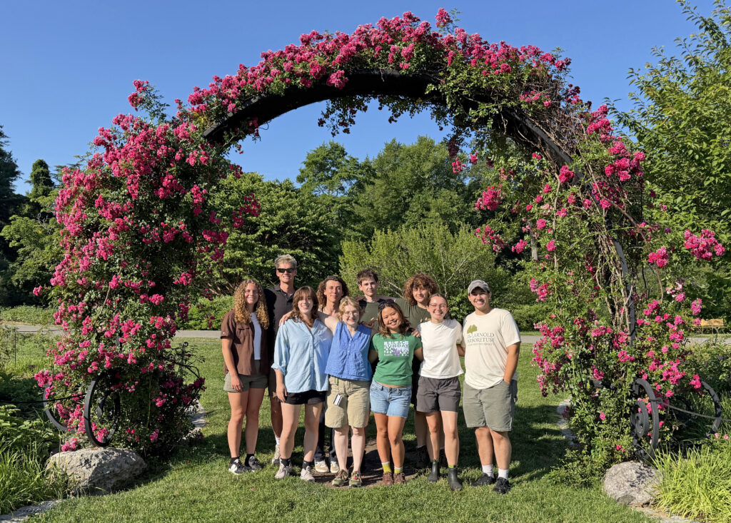 2026 Hunnewell Interns in the Bradley Rosaceous Collection at the Arnold Arboretum