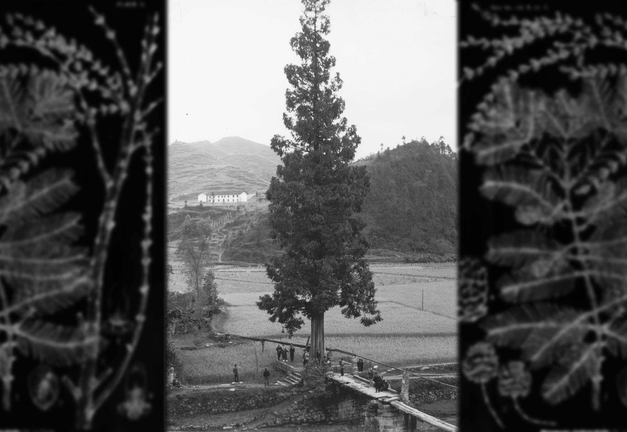 Hu Xiansu 胡先驌, Metasequoia, and Botanical Cooperation