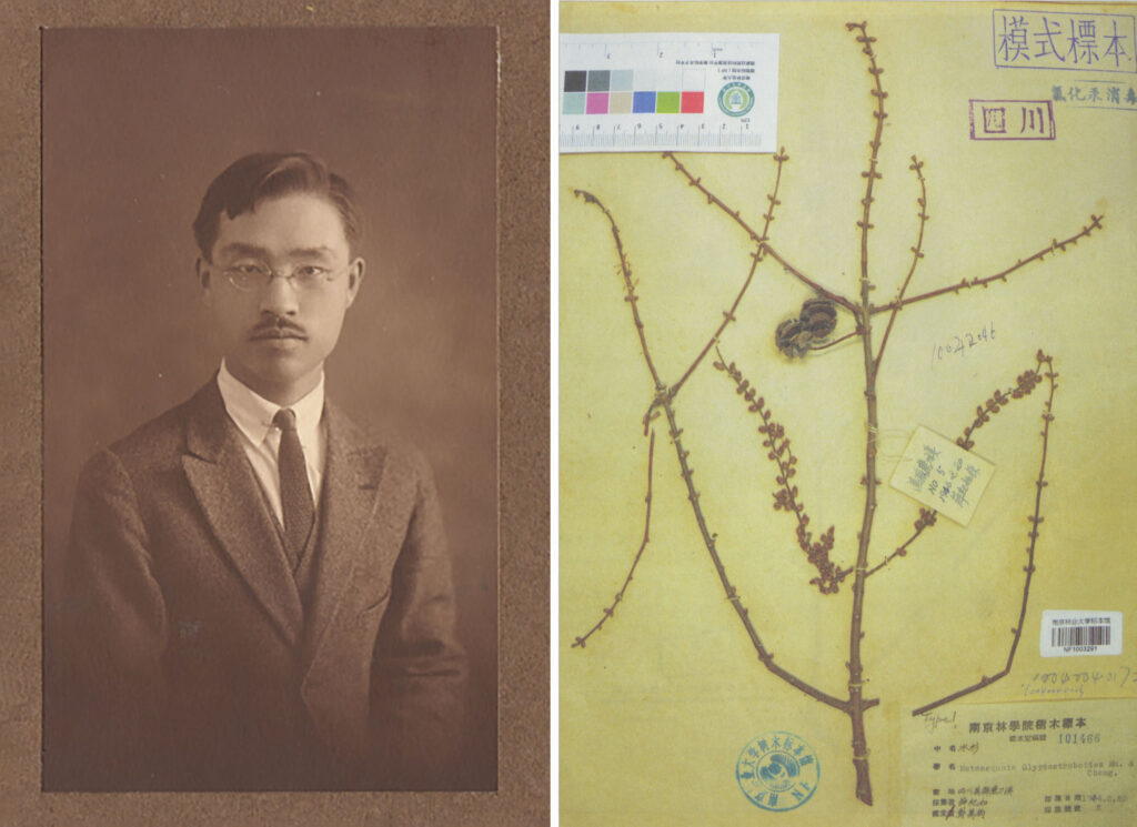 Photograph of H. H. Hu and photograph of herbarium sheet.