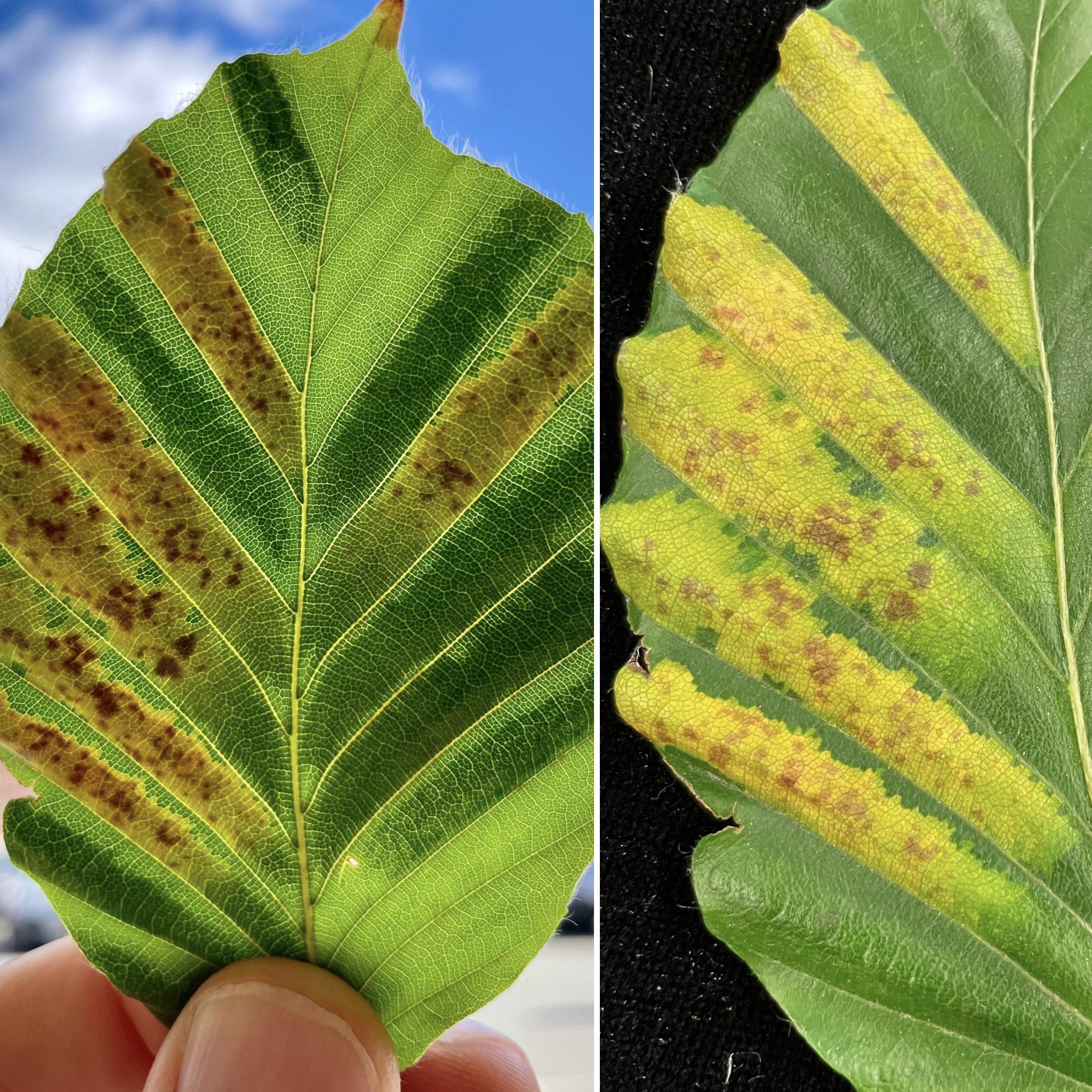 Two diseased beech leaves side by side