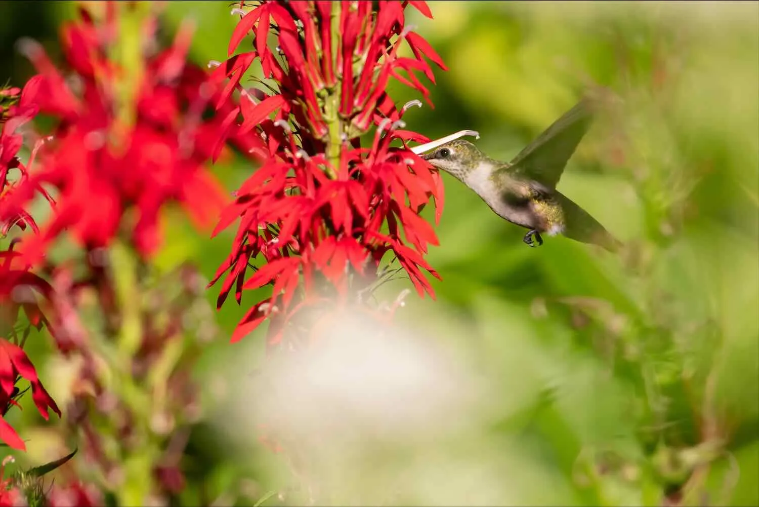 The Hummingbird-Red Flower Connection