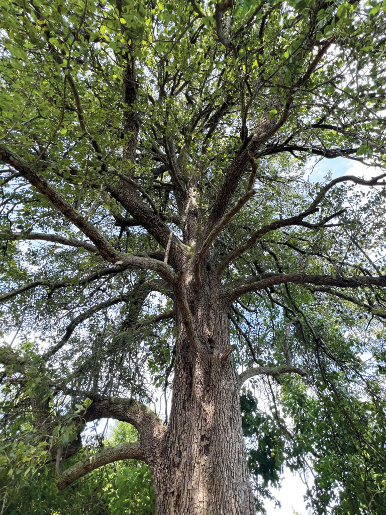 a large tree, photograph taken from the botton of the trunk looking up