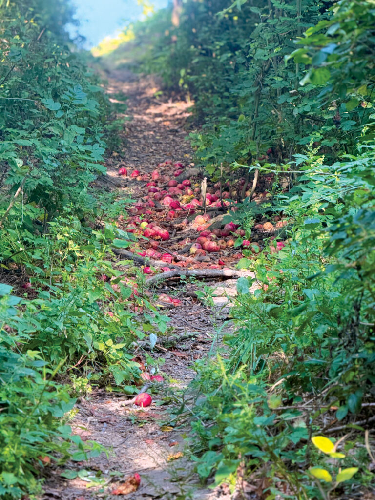 a wooded path covered in fallen apples
