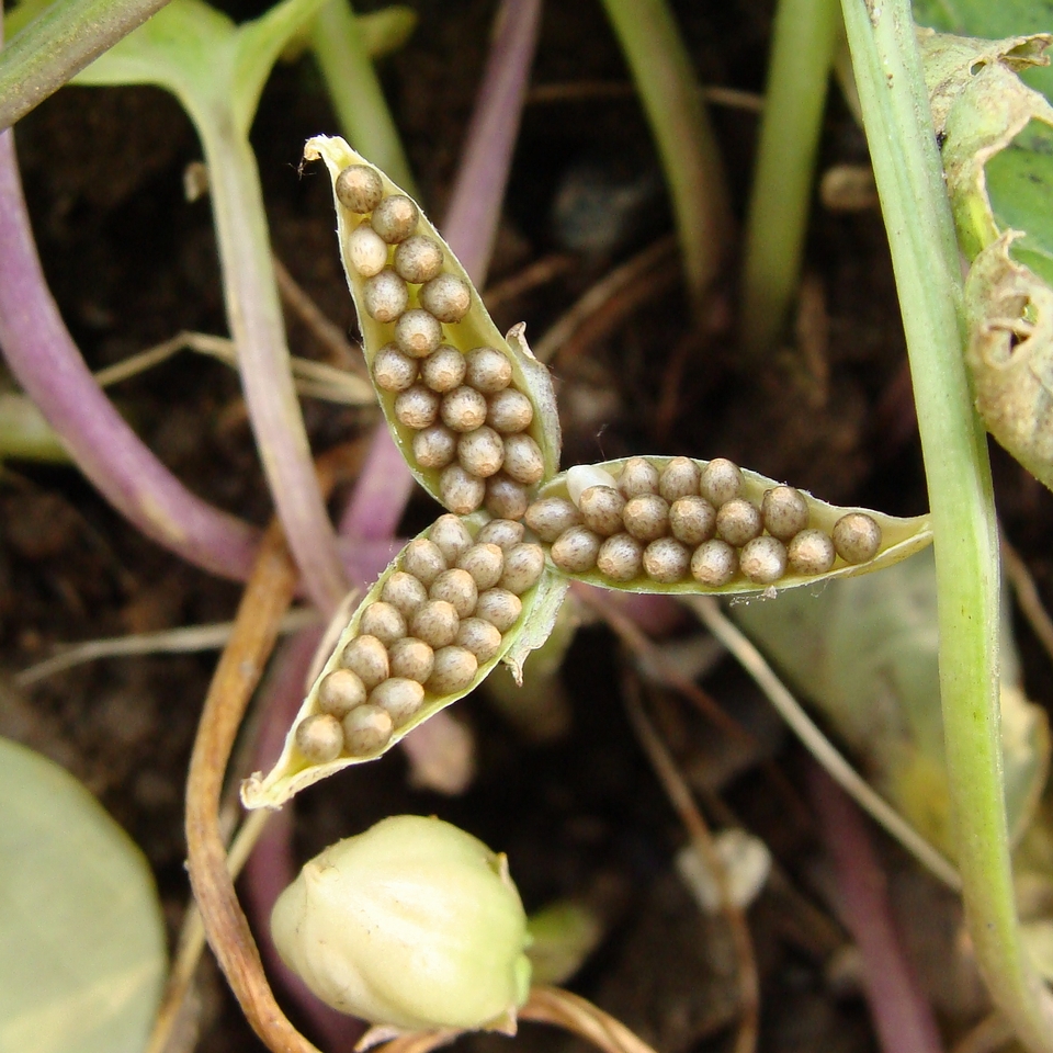 A seed pod with three segments and many seeds in each segment