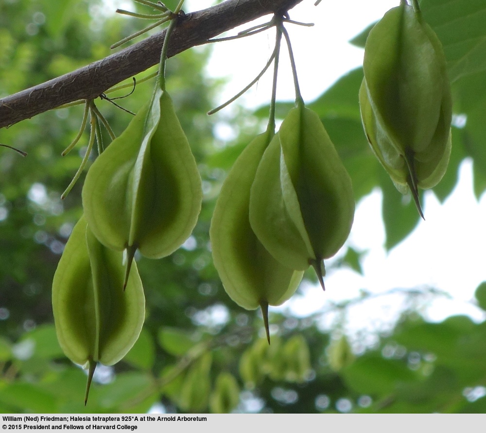 Winged seeds hang from a branch